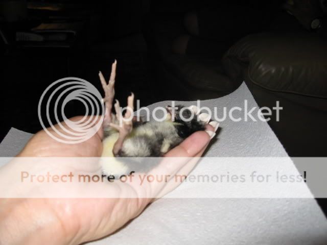 SleepyChick.jpg