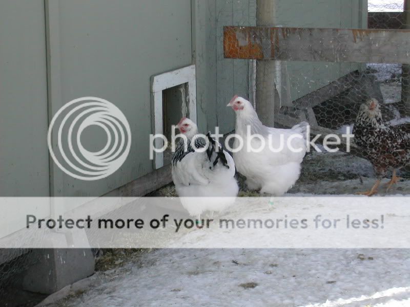 DSCN5131.jpg