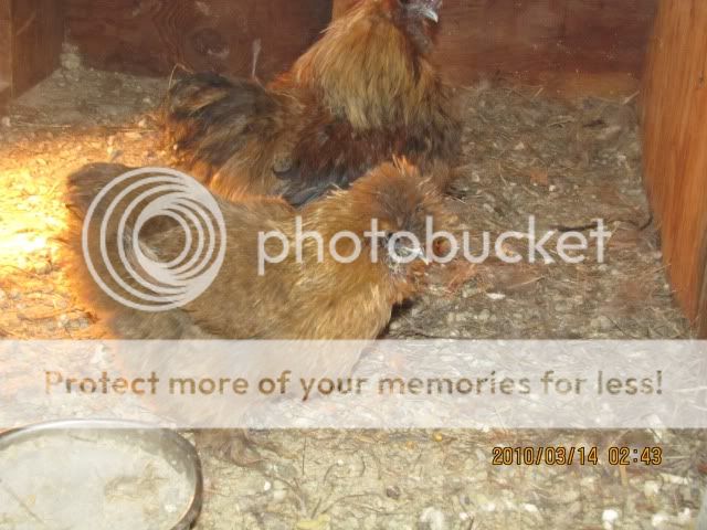 silkiehen.jpg