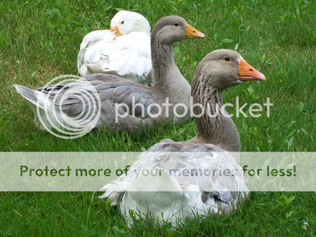 goslings630.jpg