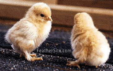 BuffCochBtyChix.JPEG
