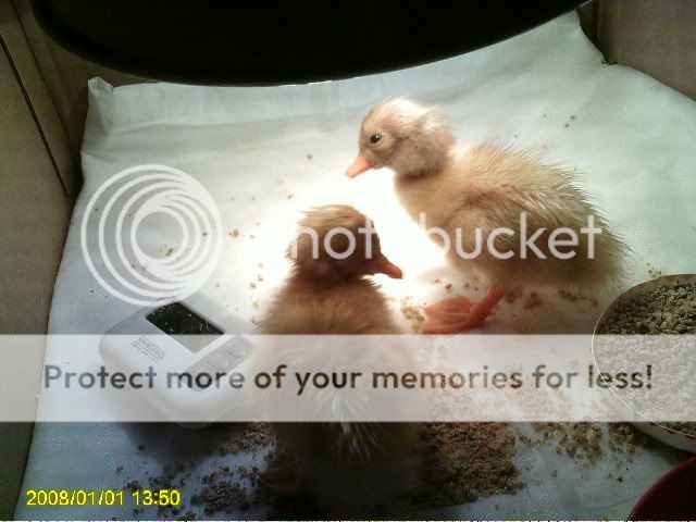 PICT0227.jpg
