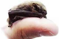 bat11.jpg