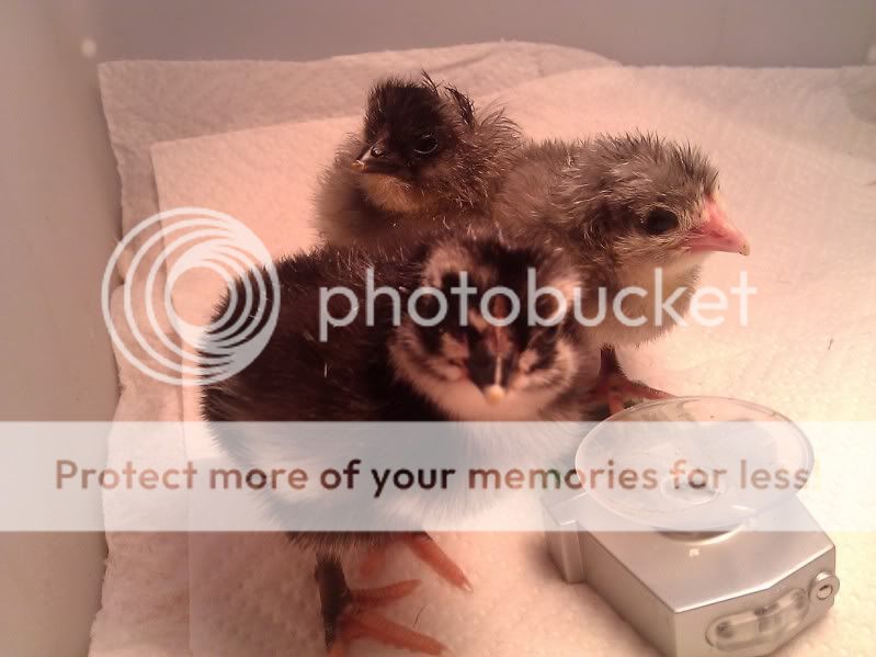 chick2.jpg