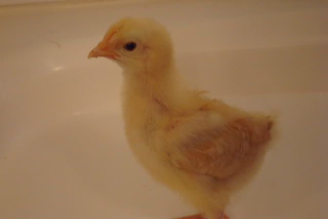 babychicks08007.jpg