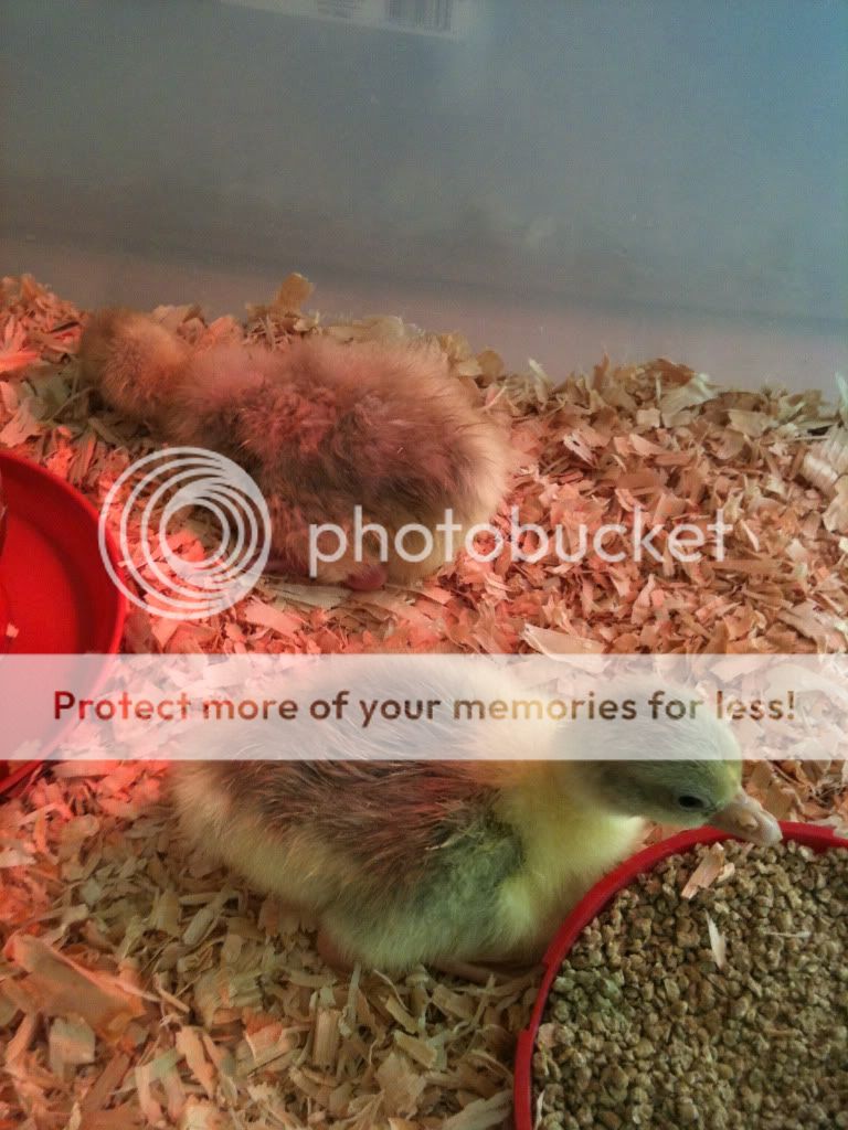 Goslings4-17-2011.jpg
