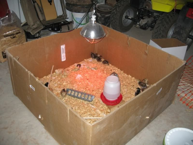 Brooder.jpg