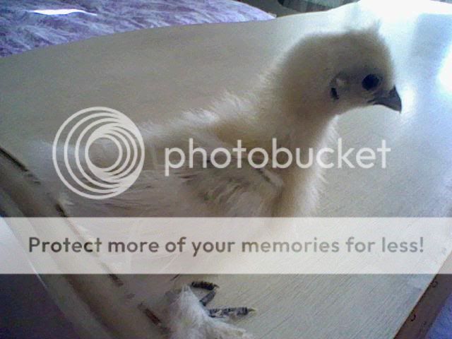 Silkie19.jpg