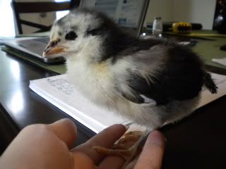 blackyellowchick.jpg