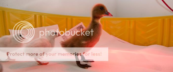 0905duckmorning003.jpg