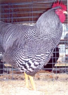 barred_rock_std_rooster.jpg