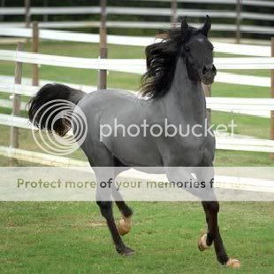 blueroanhorse.jpg