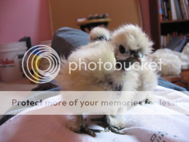 morechicks023.jpg