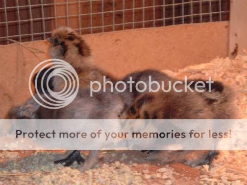 Silkiechicks51Dec07.jpg