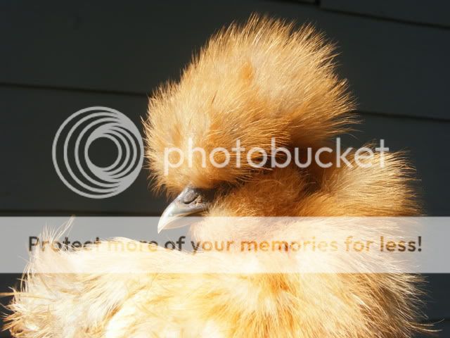 Picture015.jpg