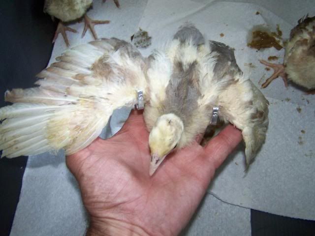 peachicks051.jpg