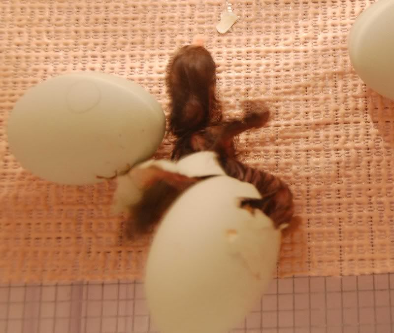 chick3.jpg