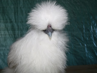 DSCF2705.JPG