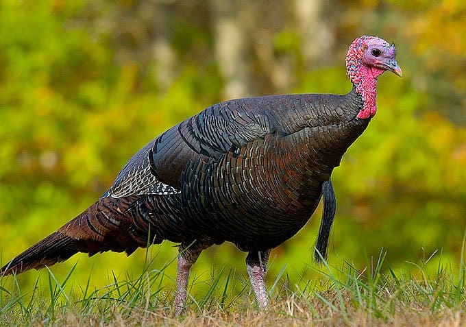 turkey3.jpg