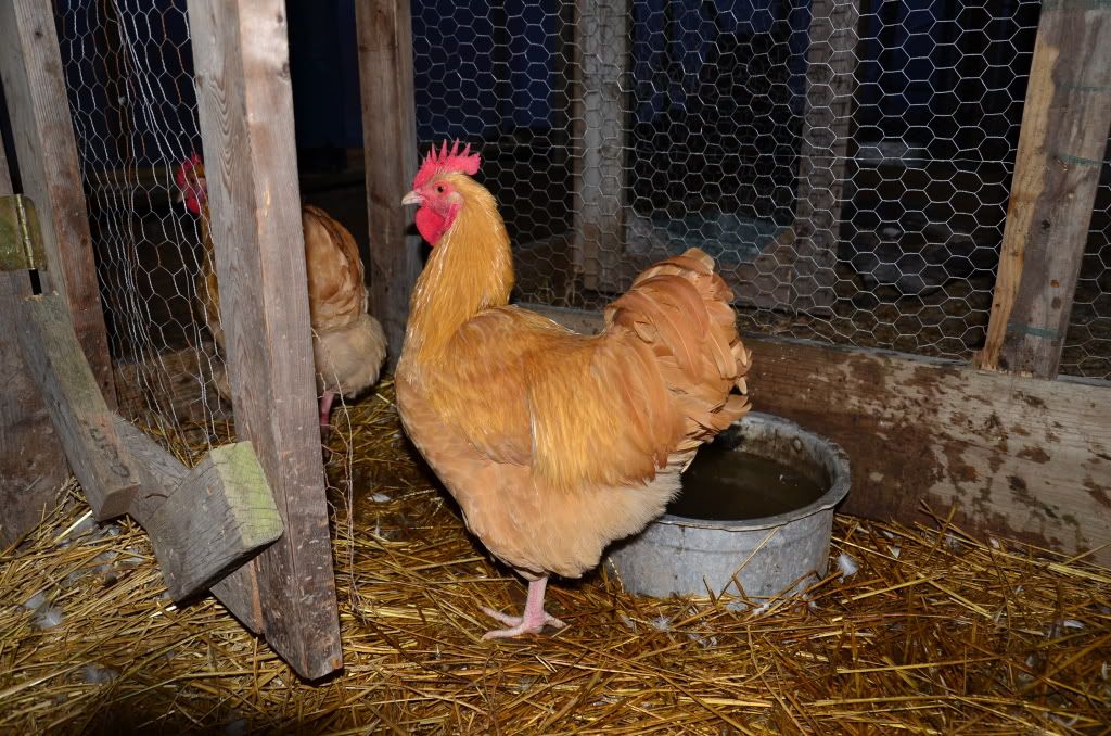 chickens2011.jpg