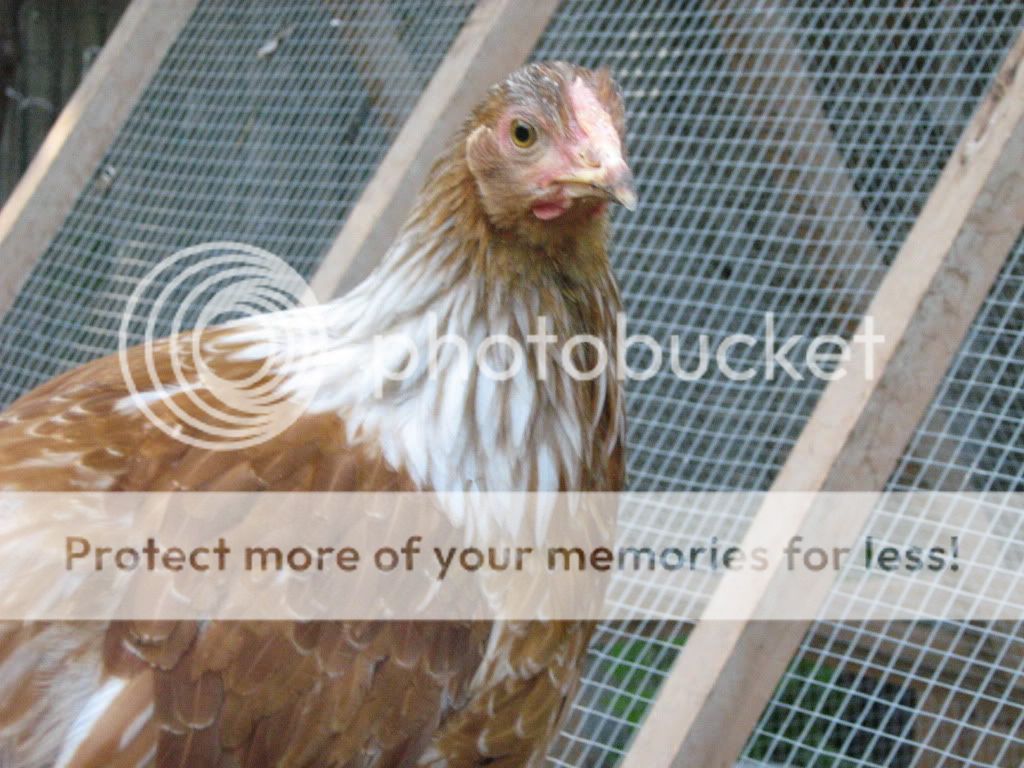 NewChickensAugust8th2010040.jpg