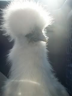 silkies009.jpg