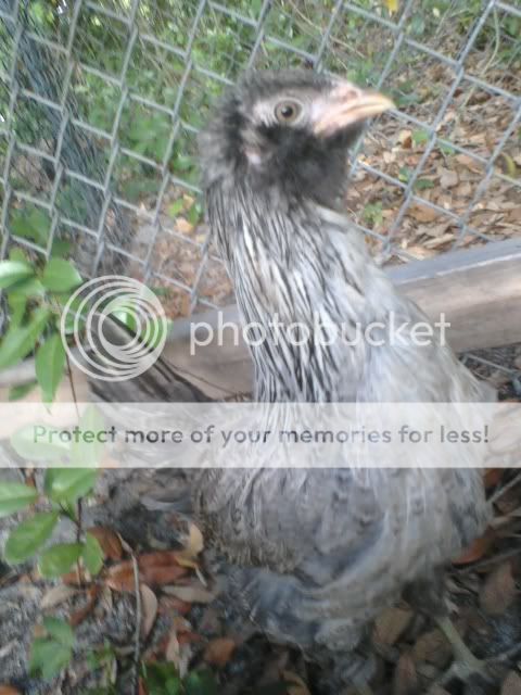 chicky4.jpg
