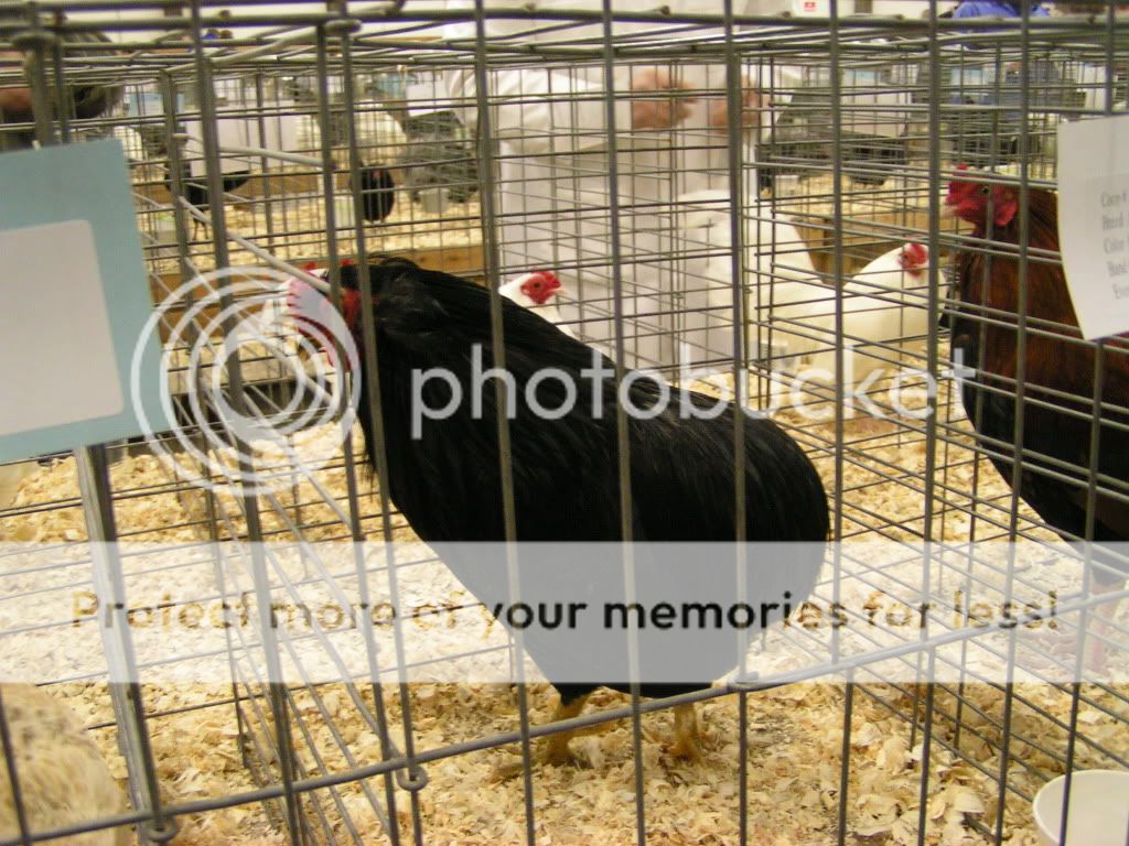 PICT0479.jpg