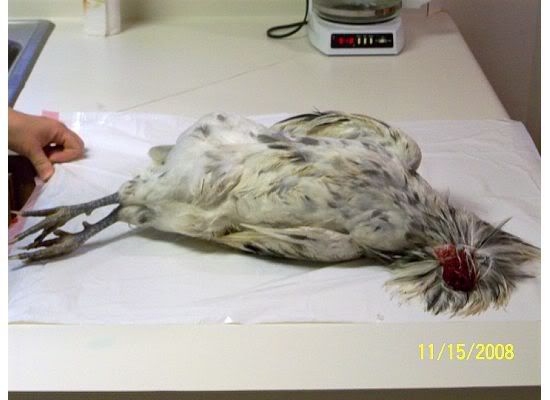 rooster4.jpg