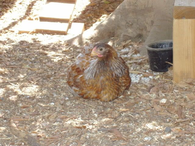 Chickens109.jpg