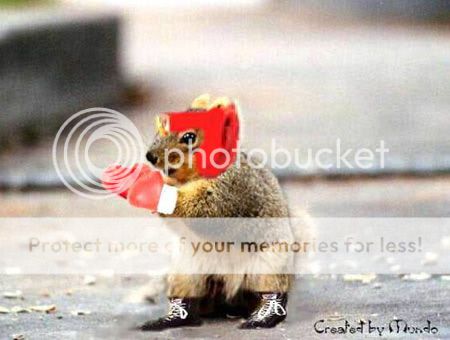 boxing-squirrel.jpg