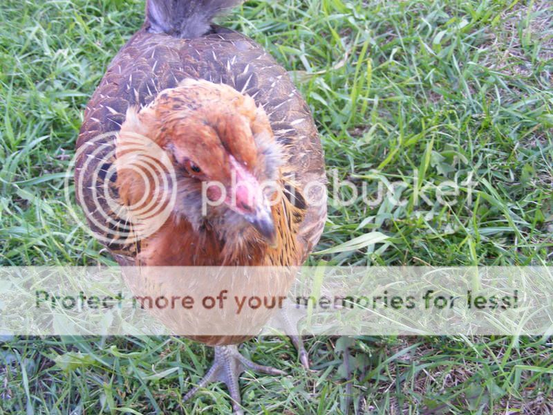 chickens011.jpg