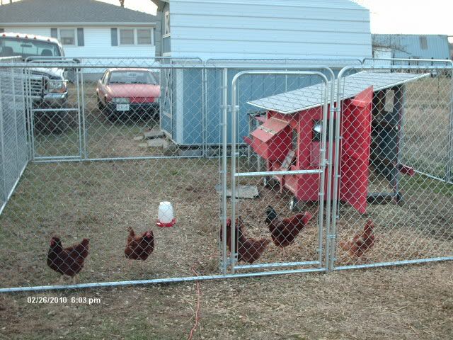 chickencoop005.jpg