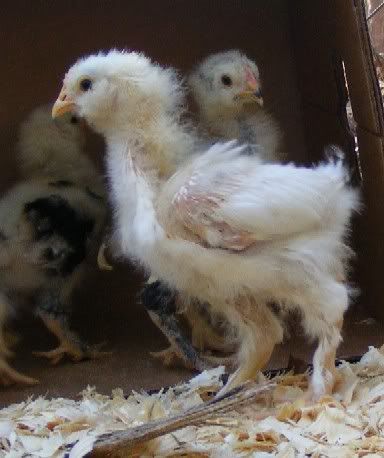 Chicks101809012.jpg