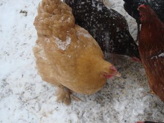 snow004.jpg