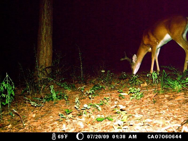 DeerJuly20089.jpg