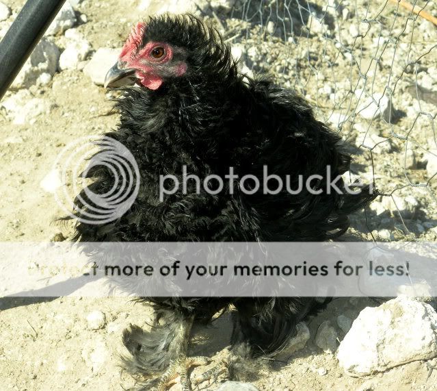 lovinchickin007.jpg