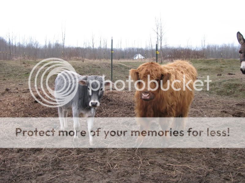 cows1.jpg