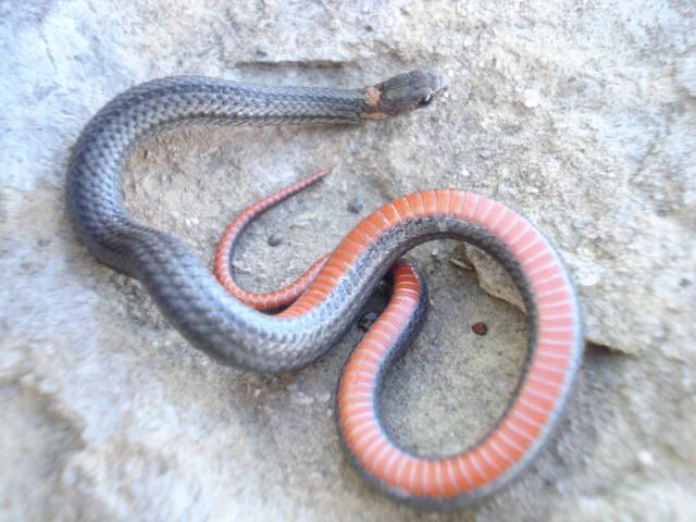 OrangeBellySnake041.jpg