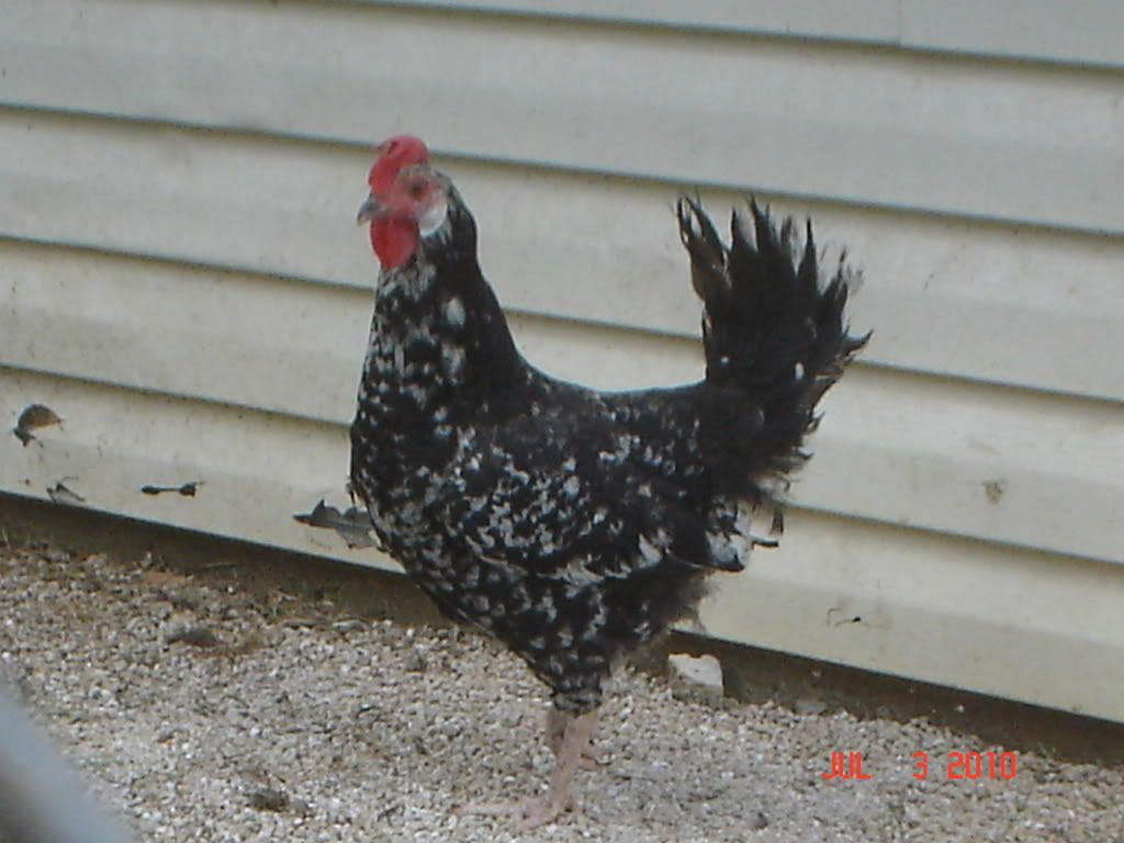 NewChickens003.jpg