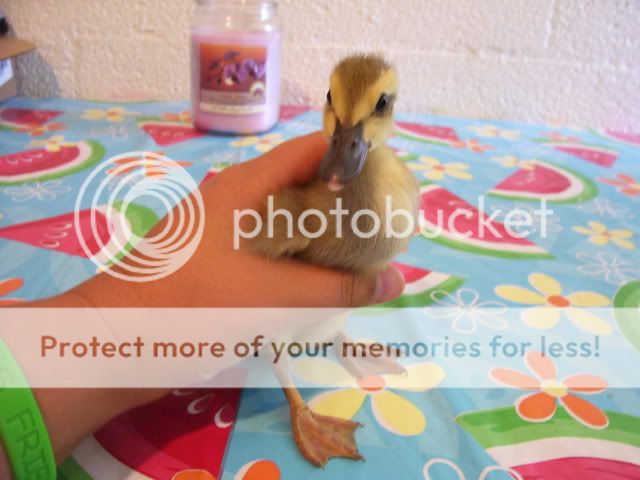 100_3159.jpg