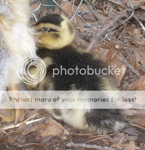 duckquestions034.jpg