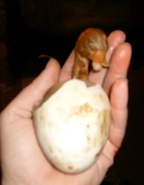 goose005.jpg