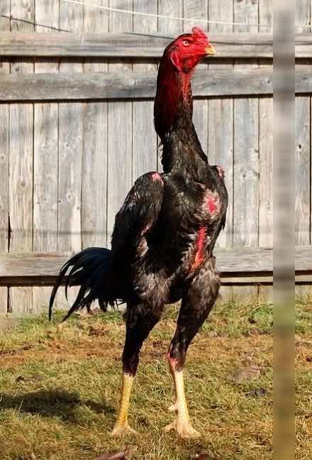 shamo-chicken-206e752a-724b-4a45-b4de-fb269bcc083-resize-750.jpeg