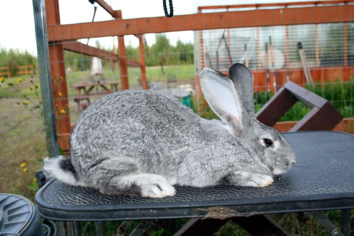 lightgreybuck.jpg