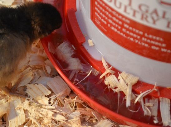 swssutryingtodrinkfromwaterer.jpg