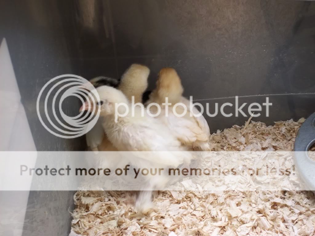 7-4-2011Pictures023.jpg