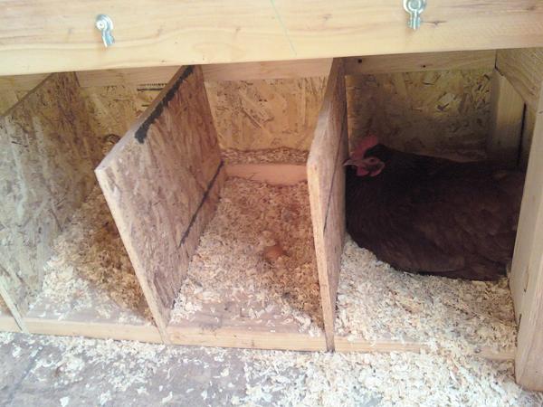 nestbox.jpg