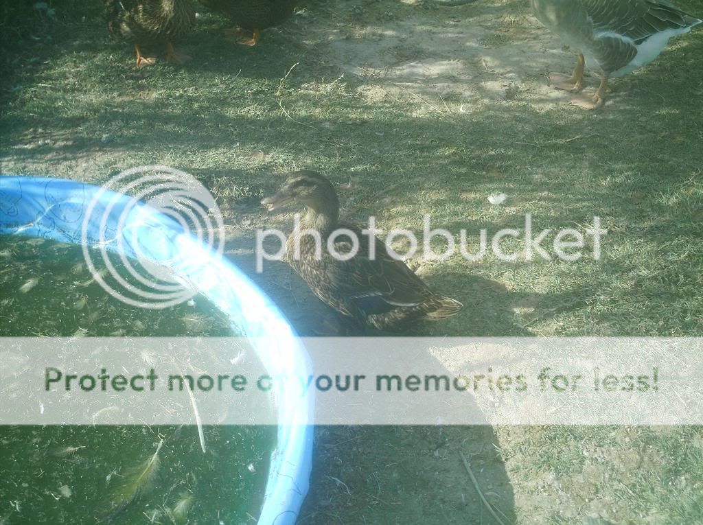 duck.jpg