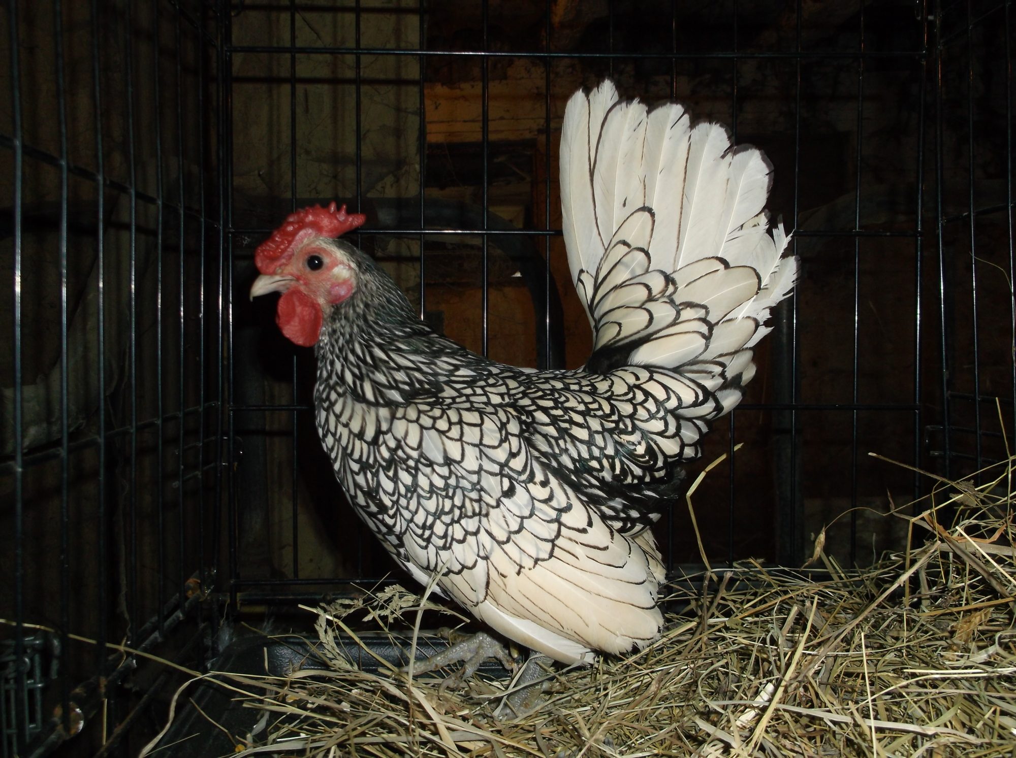 200x200px-ZC-3ed81d66_2013-09-07Roosters019.jpeg